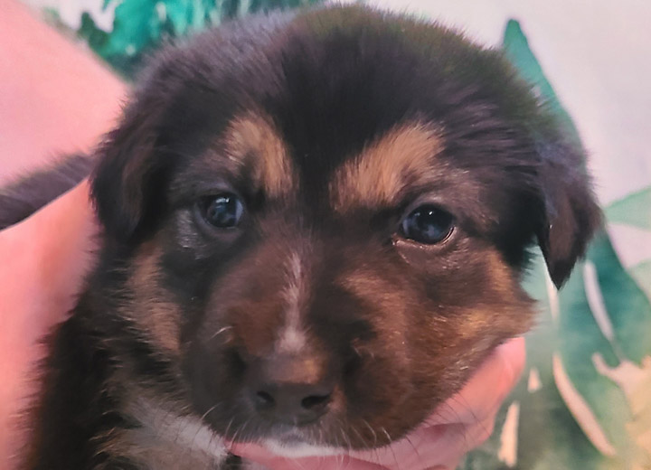 chinook puppy